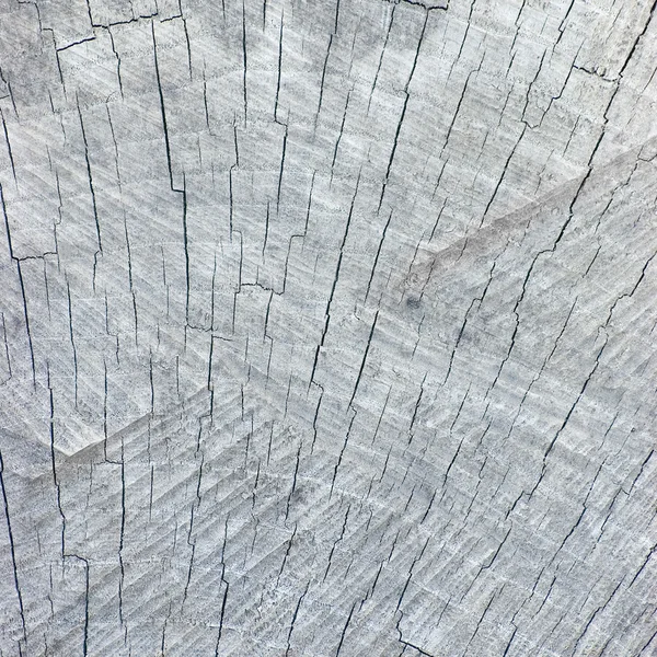 Große natürliche verwitterte graue Baumstumpf geschnitten Textur Hintergrund — Stockfoto
