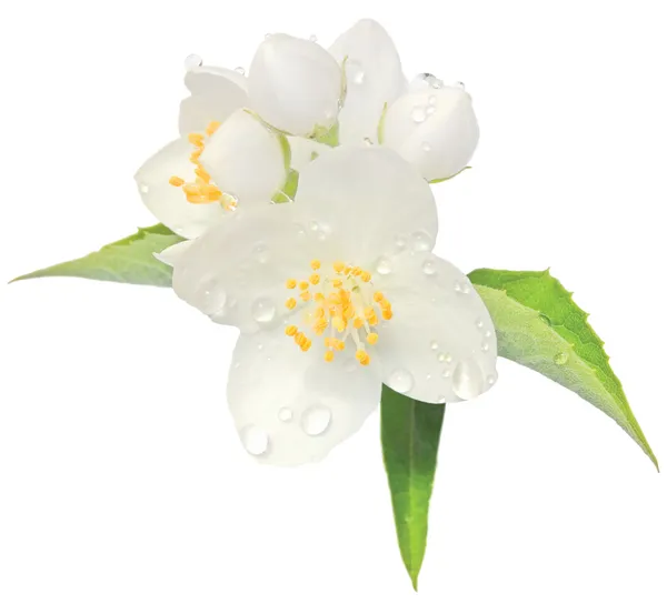 Kwiat jaśminu mock pomarańczowy kwiat makro zbliżenie na białym tle, Jaśminowiec — Zdjęcie stockowe
