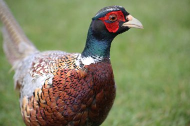 Pheasant clipart