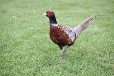 Pheasant clipart