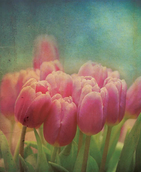 Tulipani Grungy — Foto Stock