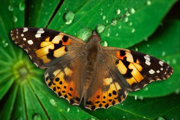 Krásný motýl spočívá na zelený list — Stock fotografie