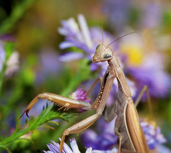 Praying mantis op de bloem — Stockfoto