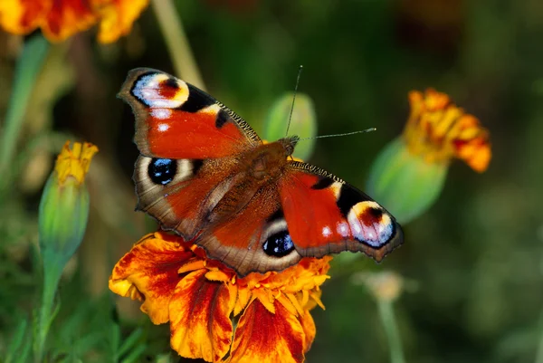 La mariposa europea del pavo real sobre la flor — Foto de Stock