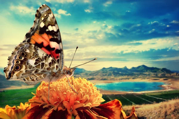 Monarcha motyl — Zdjęcie stockowe