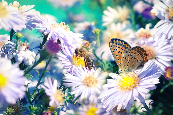 Bee and butterfly on flowers — Stock Photo, Image