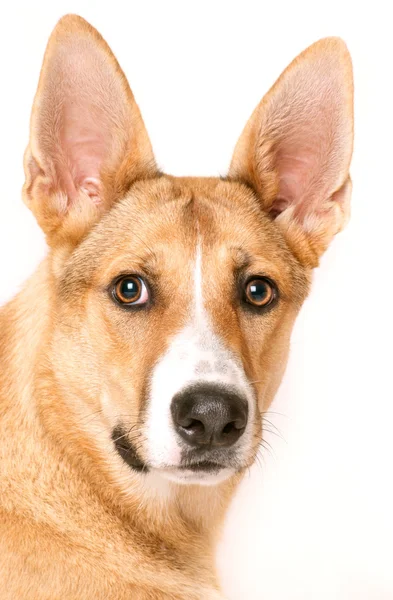 Close-up af blandet race hund foran hvid baggrund - Stock-foto