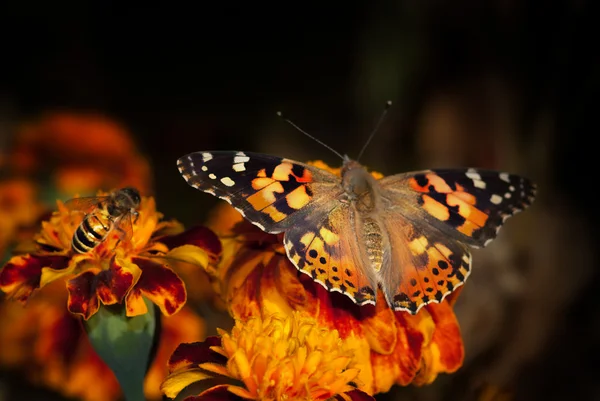 Butterfly monark — Stockfoto