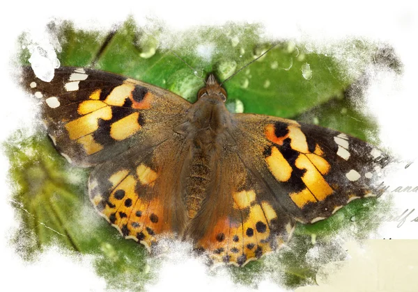 Illustration abstraite colorée avec papillon — Photo