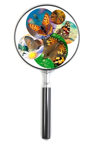 Magnifying glass over a photo with butterfly — Stock Photo, Image