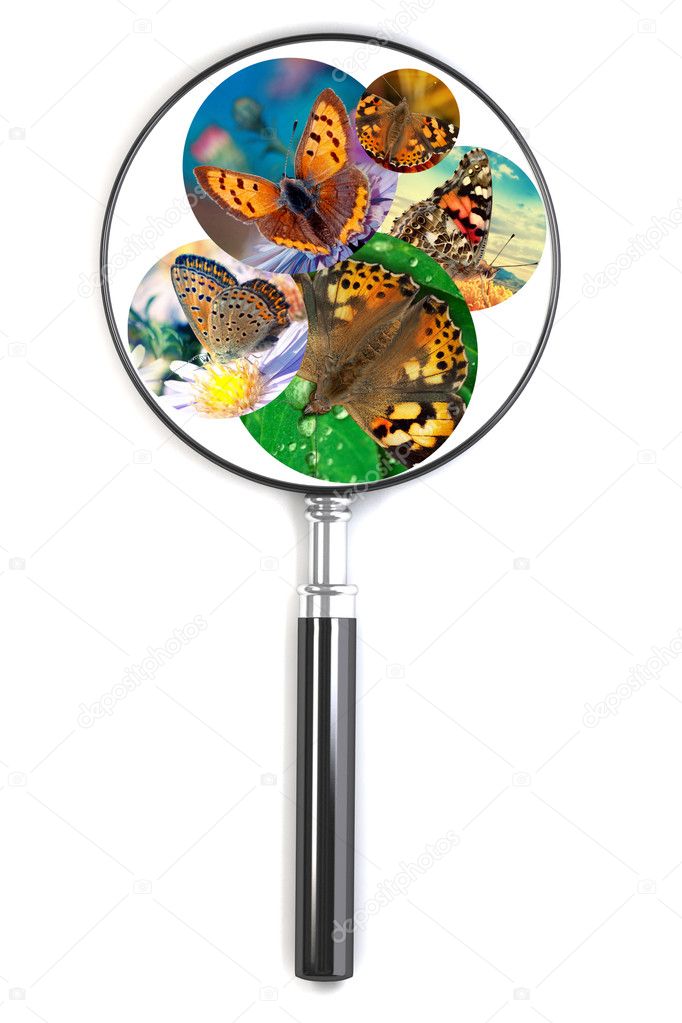 Magnifying glass over a photo with butterfly
