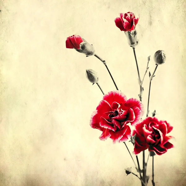 Old paper background with red carnations — Stock Photo, Image