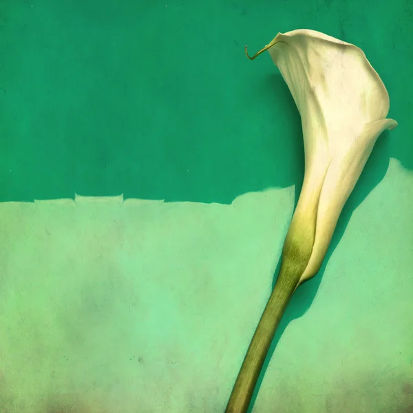 Witte calla bloem - foto in retro stijl — Stockfoto