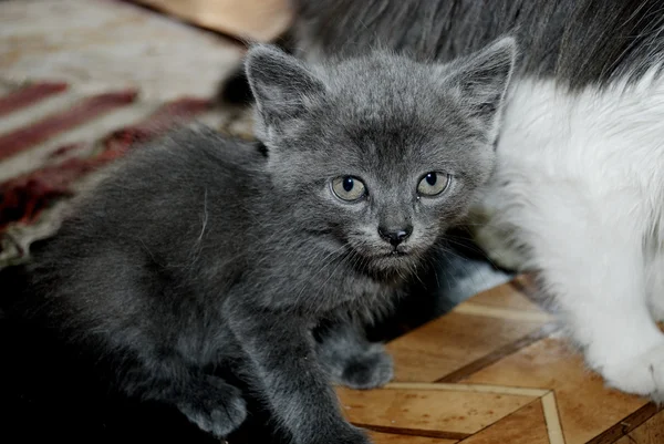 Kül yavru kedi — Stok fotoğraf