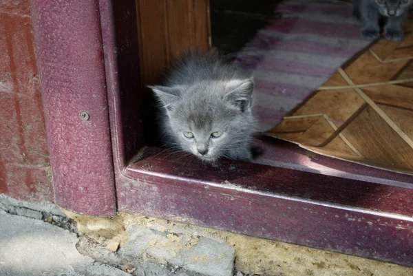 Попільничка кошеня сидить біля дверей — стокове фото