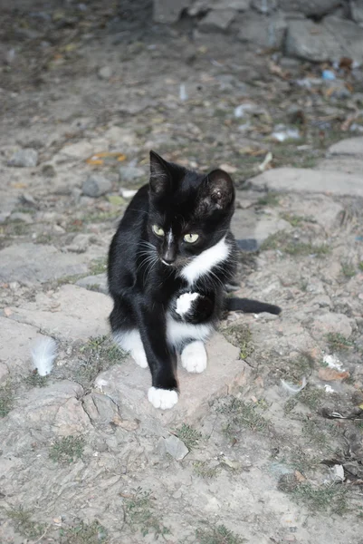 地面に座っている黒と白の子猫 — ストック写真