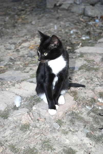 Чорно-білий кошеня сидить на землі — стокове фото