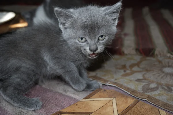 Испуганный серый котенок — стоковое фото