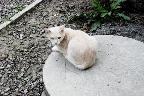 진저 고양이 콘크리트 동그라미에 앉아 — 스톡 사진