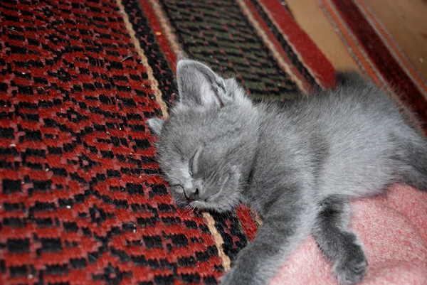 Серый котенок спит на полу — стоковое фото