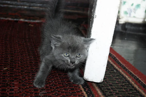 Серый котенок, который стоял на платформе — стоковое фото