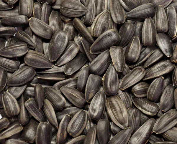 Stock image Black sunflower seeds, spilling on white background