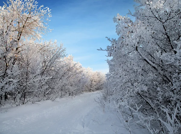 Forêt d'hiver, arbres couverts de rime — Photo