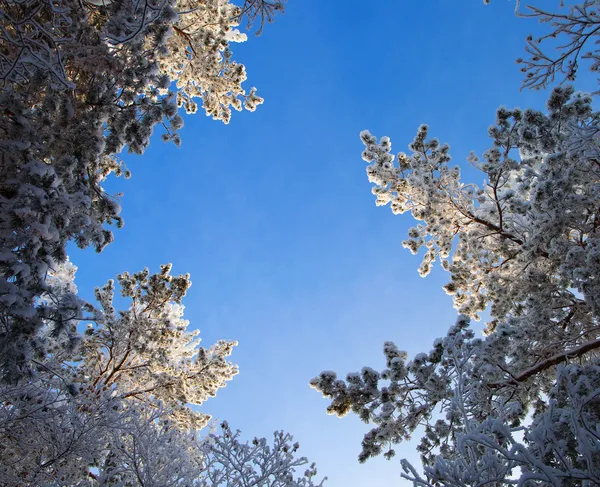Téli erdő, fák borított rime — Stock Fotó