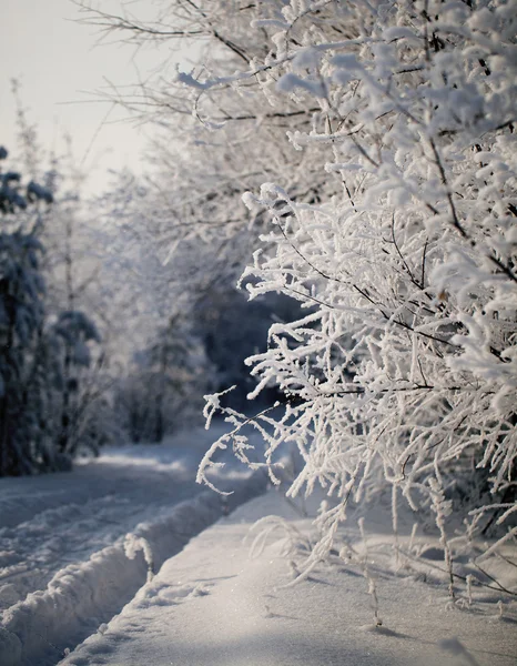 Зимовий ліс, дерева вкриті раєм — стокове фото