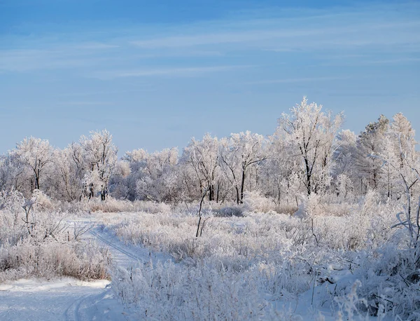 冬季森林，树木覆盖着霜 — 图库照片
