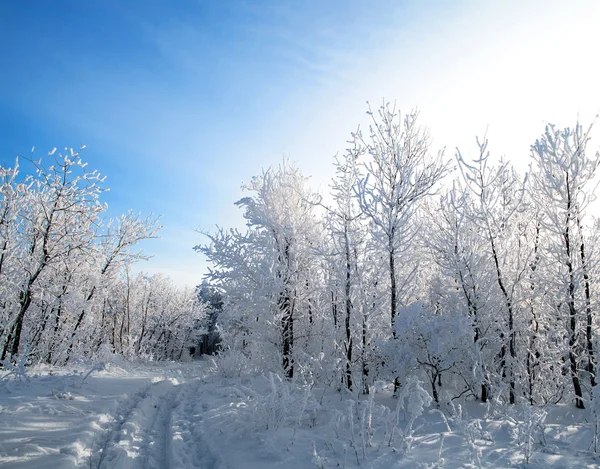 Bosque de invierno, árboles cubiertos de rimas —  Fotos de Stock