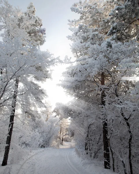 Vintern skog, träd täckta med rimfrost — Stockfoto