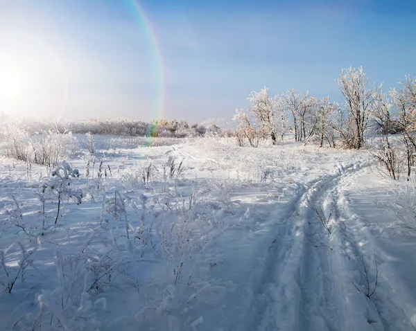 Winter forest, bomen bedekt met rime — Stockfoto