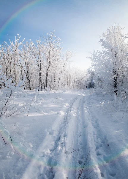 Kış orman, in Rime'ı ile kaplı ağaçlar — Stok fotoğraf