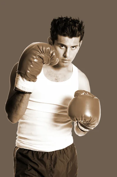 Boxer sépia — Fotografia de Stock