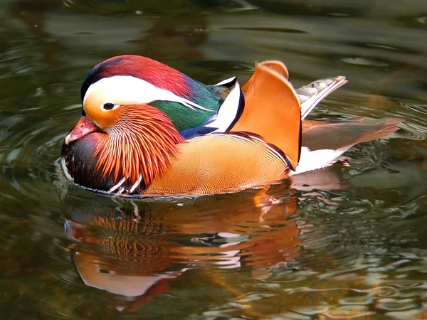 Mandrian Duck 2 — Stock Image Mandrian Duck 2 Royalty Free Stock Images