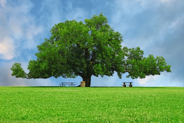 Sommaren ek träd — Stockfoto