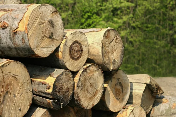 Bukové dřevo — Stock fotografie