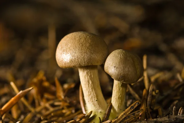 Las makro grzybów, — Zdjęcie stockowe