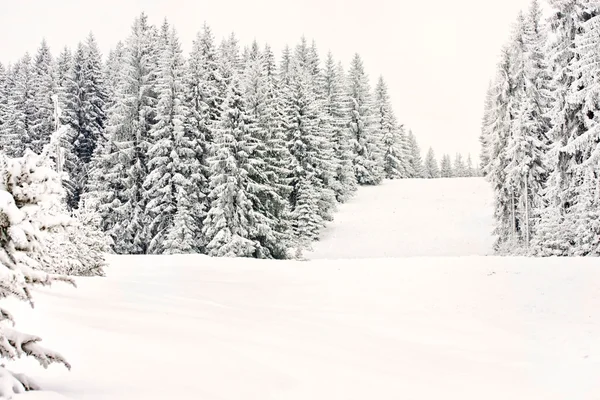 Montagna inverno foresta sci neve pista sport — Foto Stock