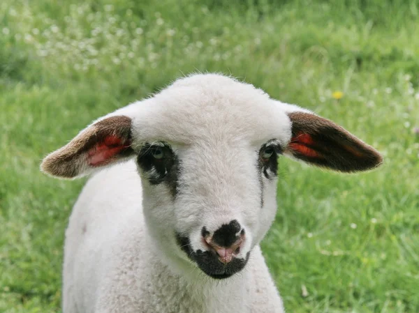 Ritratto di agnello — Foto Stock