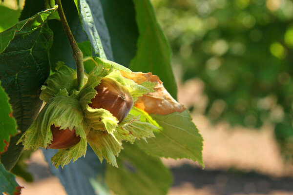 Hazelnut Tonda на дереве
