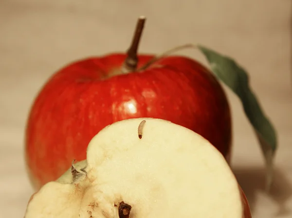 Черв'як на яблуці позує — стокове фото