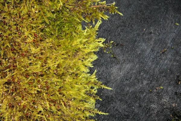 苔藓上黑色的日志 — 图库照片