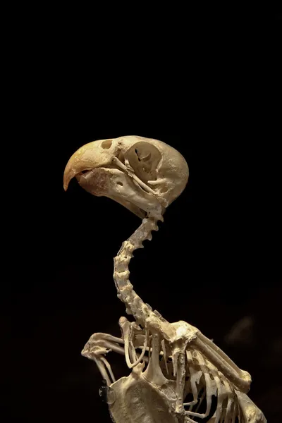 Esqueleto de pájaro en negro — Foto de Stock