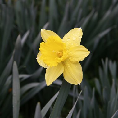 Narcissus poeticus (Amaryllidaceae) clipart