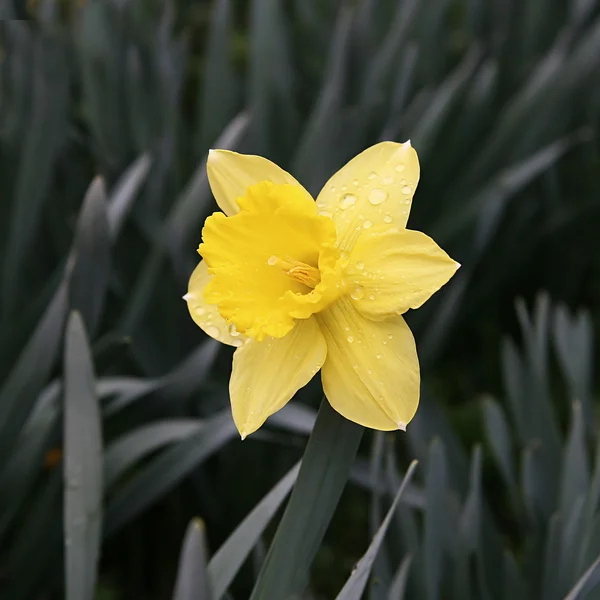 Narcissus poeticus (Amaryllidaceae) — Stock Photo, Image