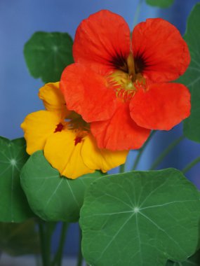 Nasturtium Hint tere