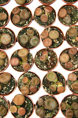 Lithops hookeri - cactus living stone clipart