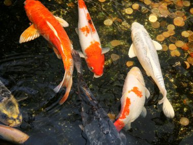 Koi Carp fish in water clipart